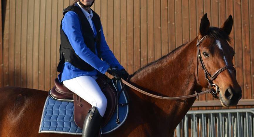 Image de l'annonce Demi-pension jument SF 11 ans - CSO/Dressage
