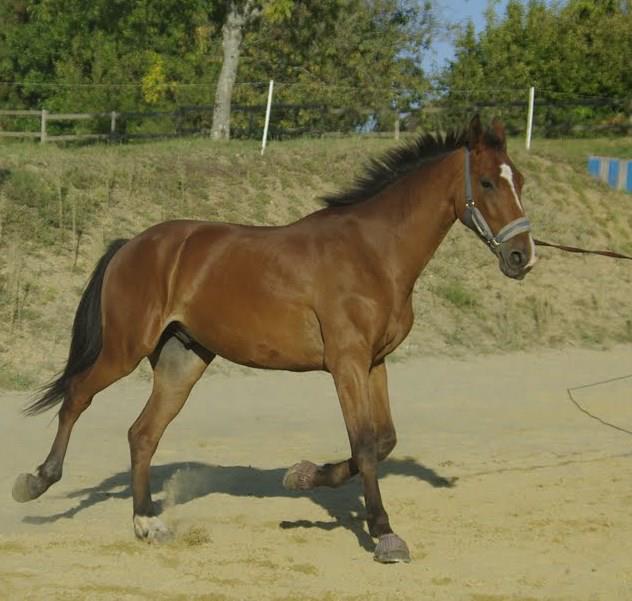 Image de l'annonce cheval loisirs