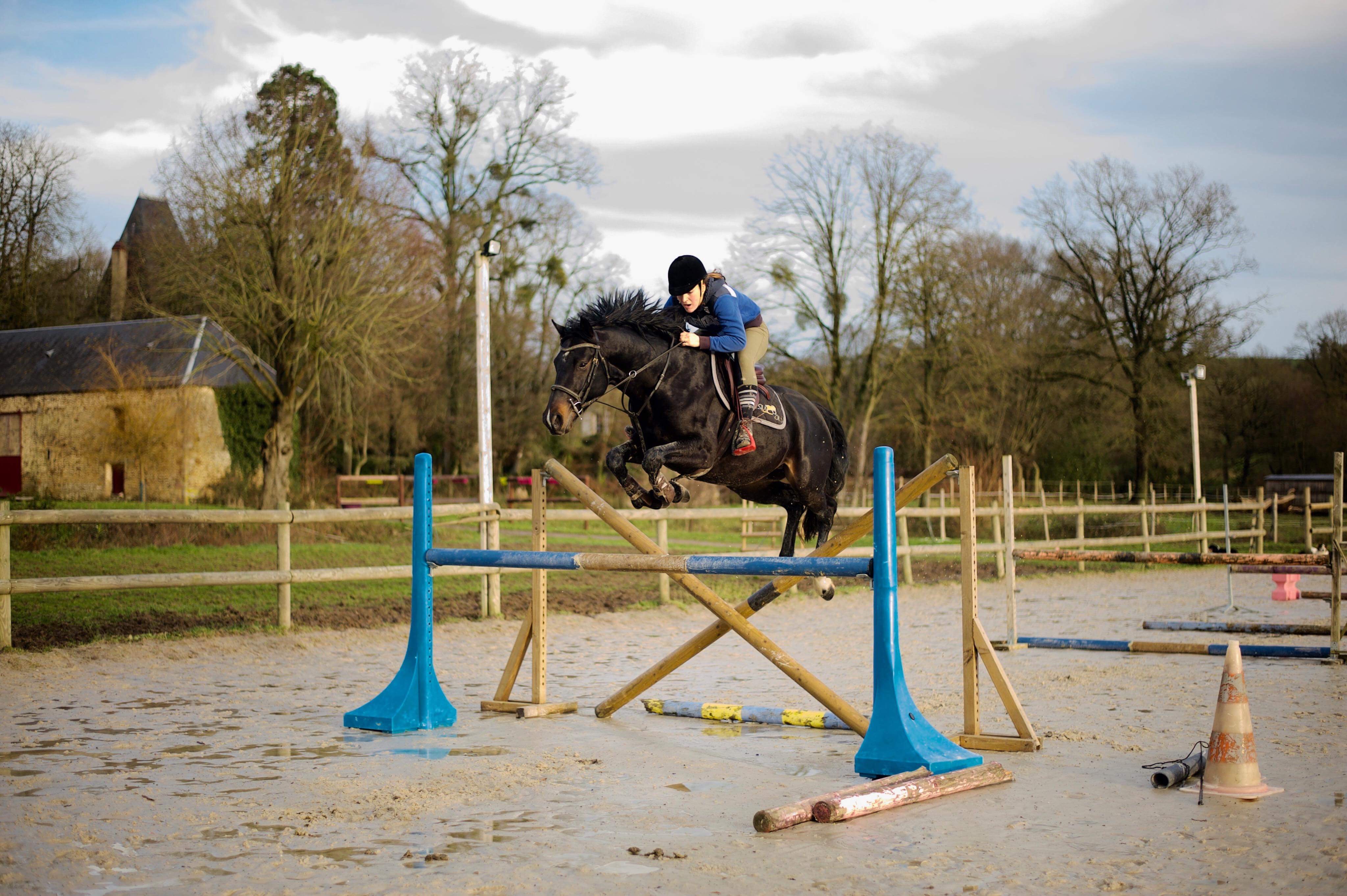 Image de l'annonce Joli petit cheval de sport 6 ans