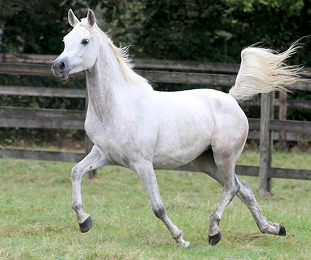 Le plus grand cheval du monde. Find-your-horse-PQds9FvAHp-1556291784