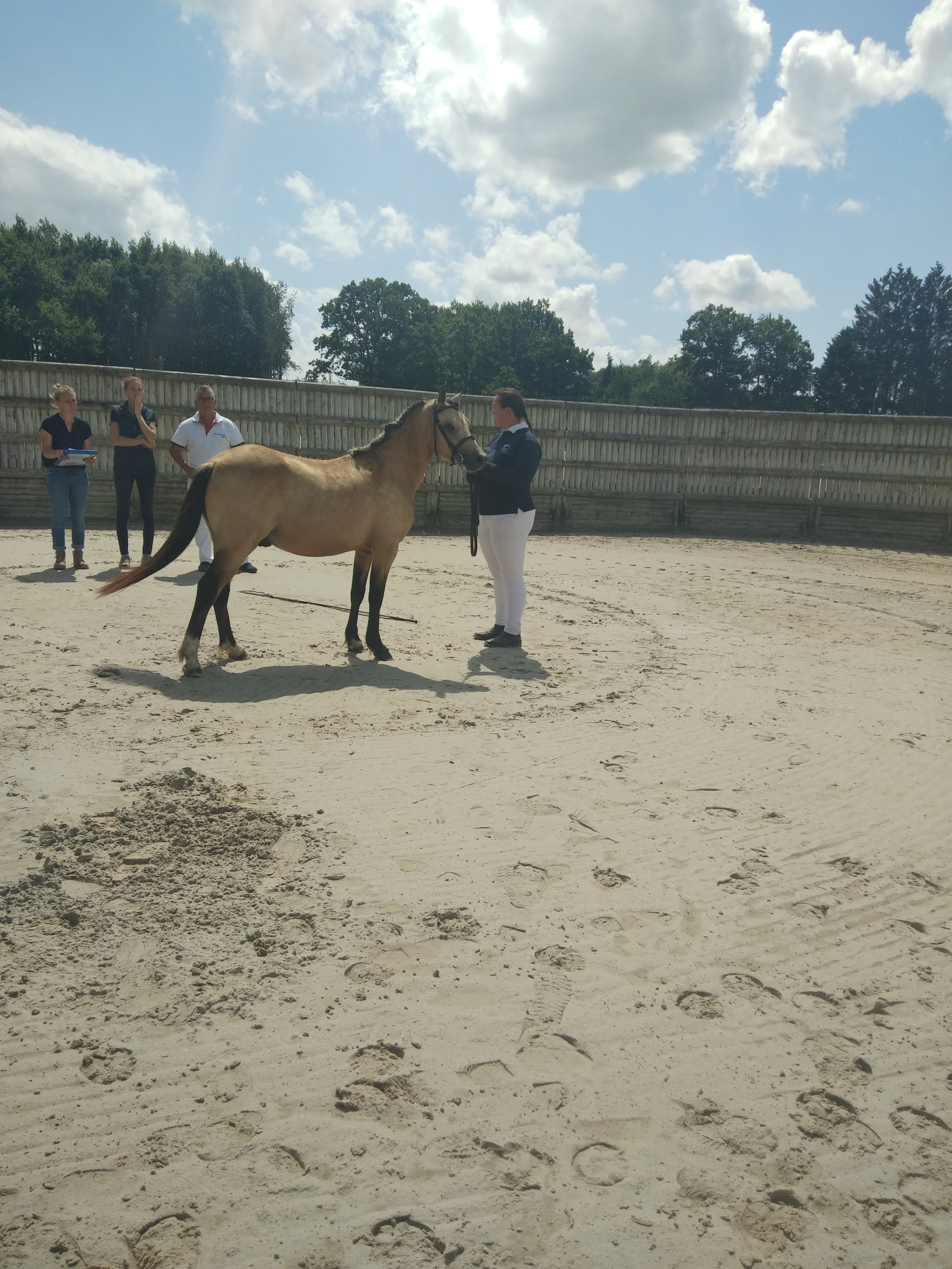 Image de l'annonce Hongre Welsh Part-Bred de 3 ans