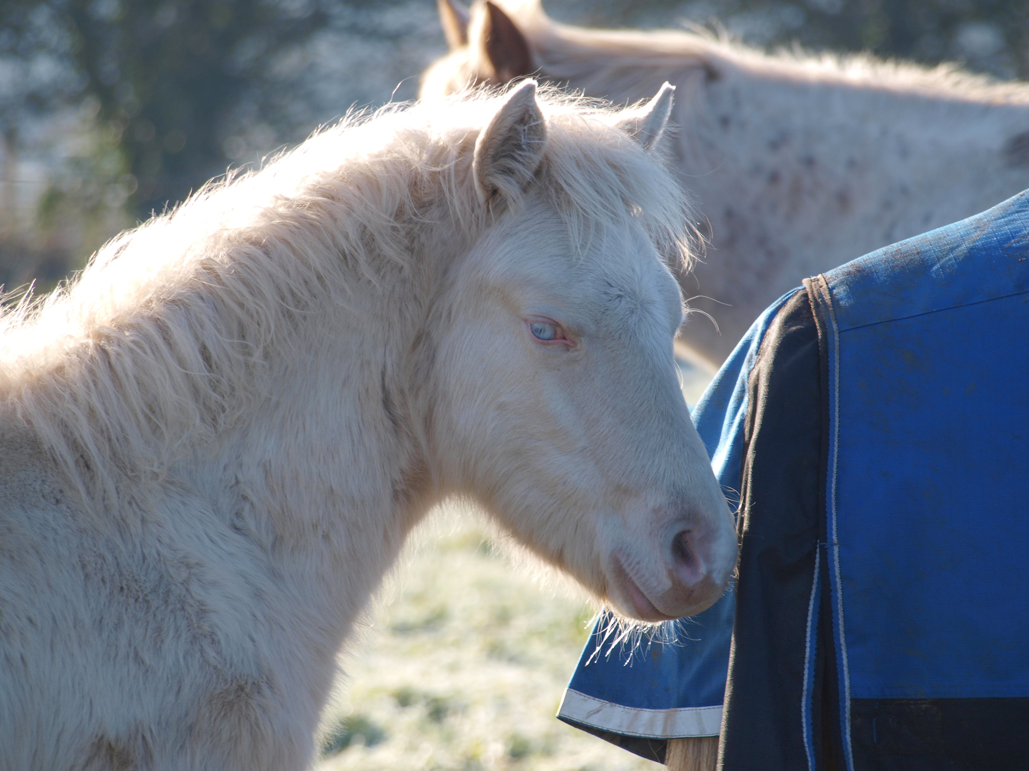 Image de l'annonce Misemel - Perlino Dun Tobiano - Welsh part-bred