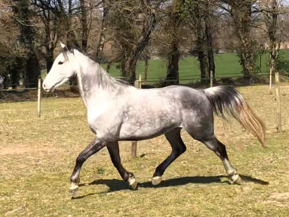 Image de l'annonce HONGRE 9 ANS POUR ENDURANCE DSA 90,49% ARABE