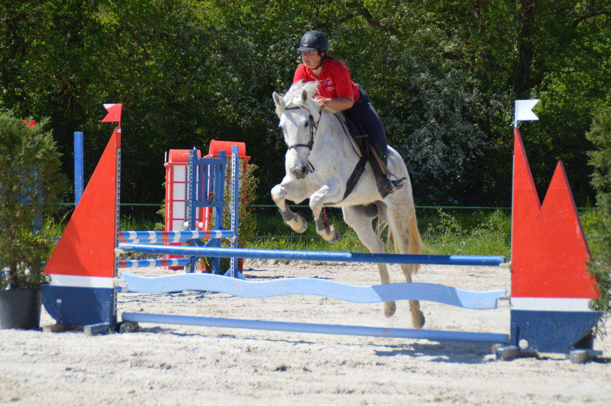 Image de l'annonce super cheval de selle espagnol 14 ans 160 cm loisirs toutes disciplines