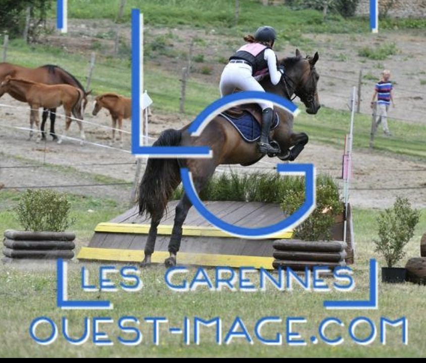 Image de l'annonce Hongre de 11 ans