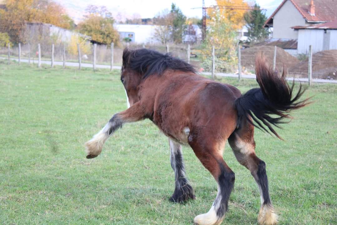 Image de l'annonce Cheval :pouliche Irish Cob échange possible
