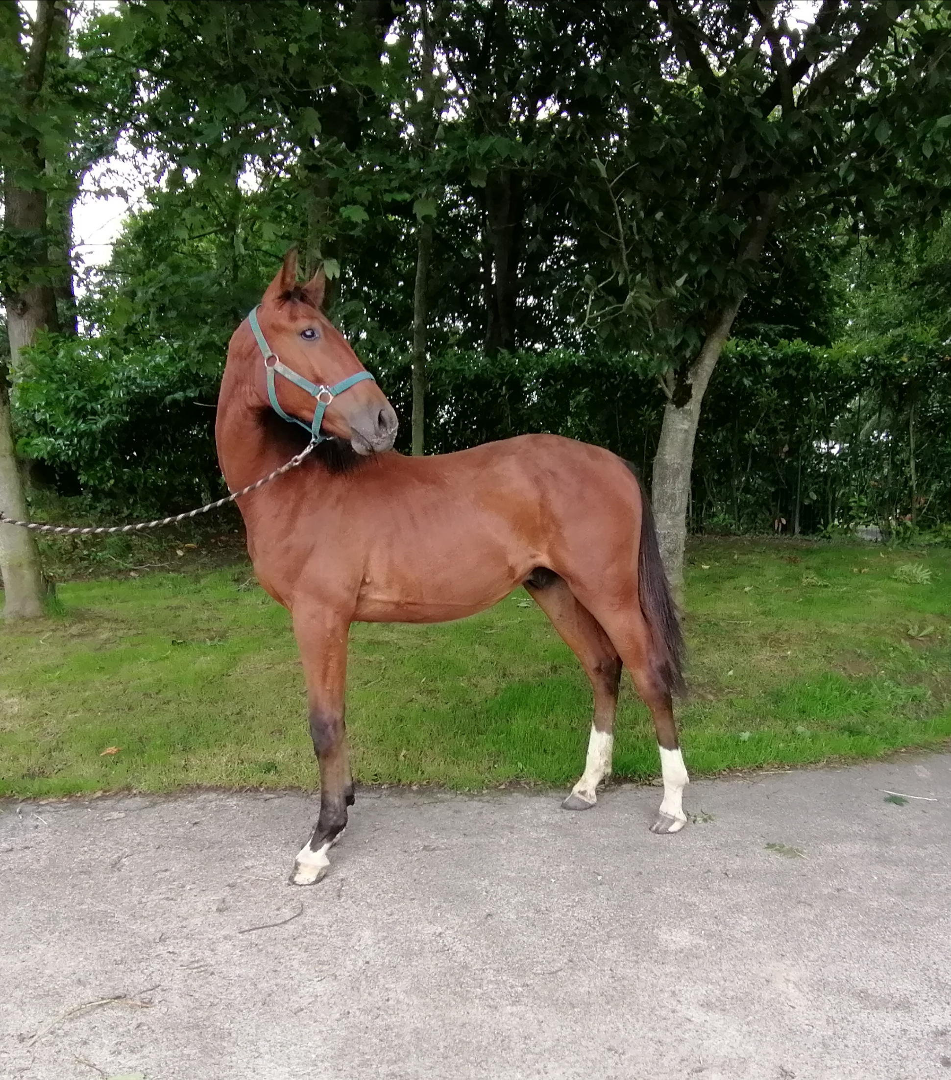 Image de l'annonce Poulain 1 ans