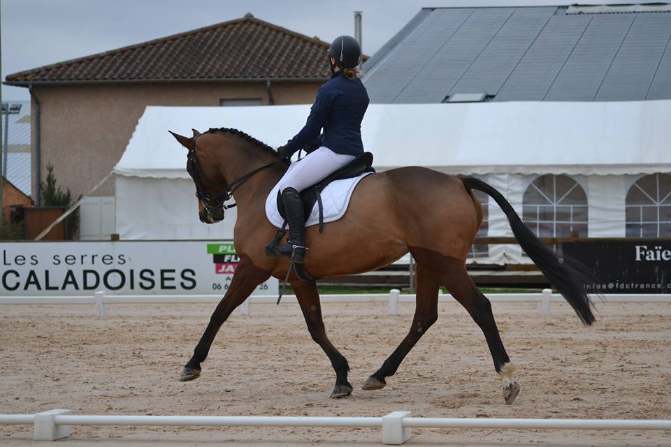 Image de l'annonce Demi-pension jument SF 11 ans - CSO/Dressage