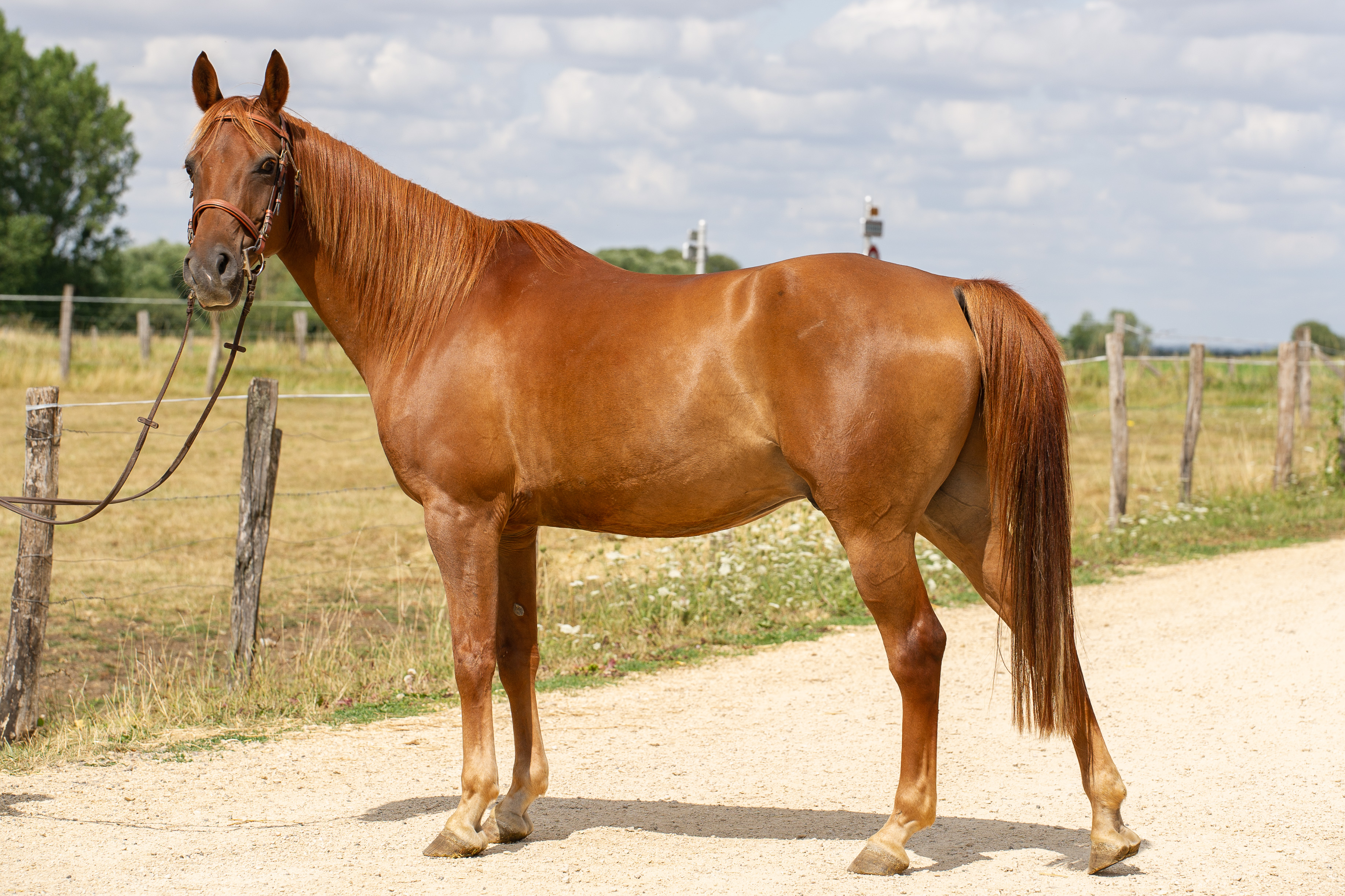 Image de l'annonce A vendre : Cheval arabe pour endurance ou loisirs