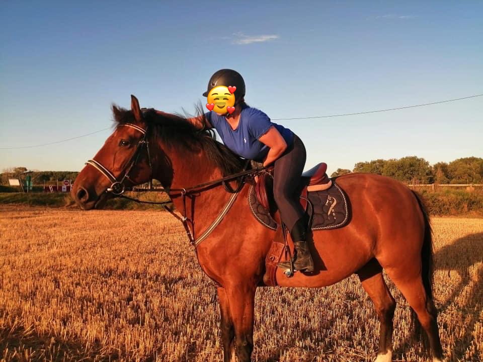 Image de l'annonce Cheval hongre SF 11 ans