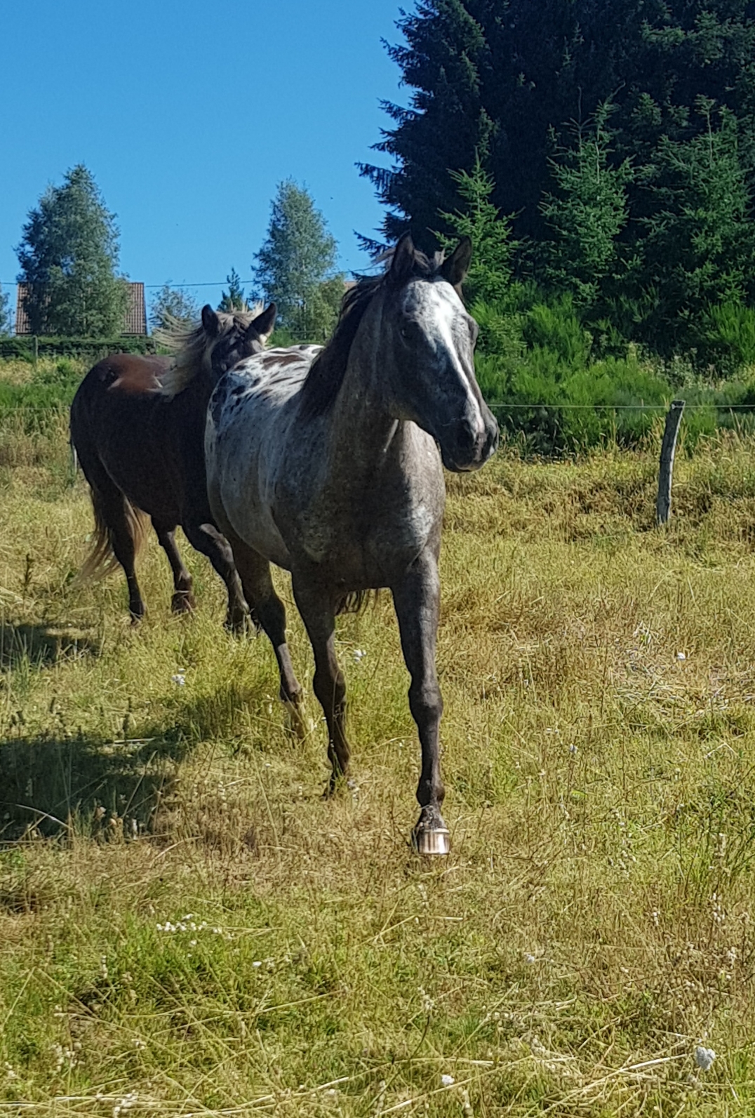 Image de l'annonce jument appaloosa