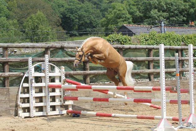 Image de l'annonce Berrington Fredrick Etalon Welsh B palomino