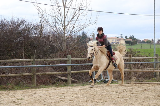Image de l'annonce jument palomino