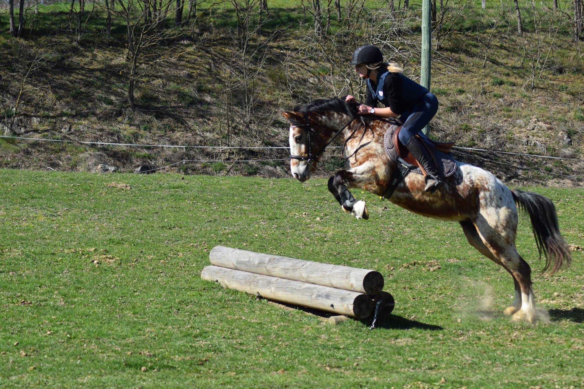 Image de l'annonce Ponette PP welsh part-bred