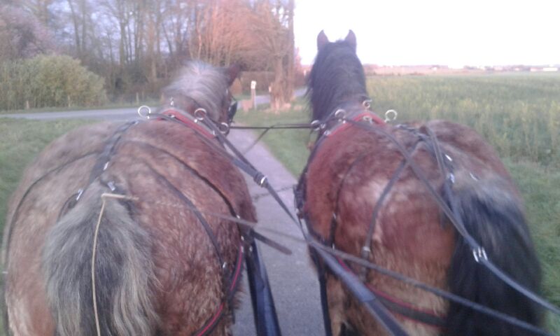 Image de l'annonce Cheval de trait 3 ans