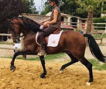 Image de l'annonce Cheval espagnol