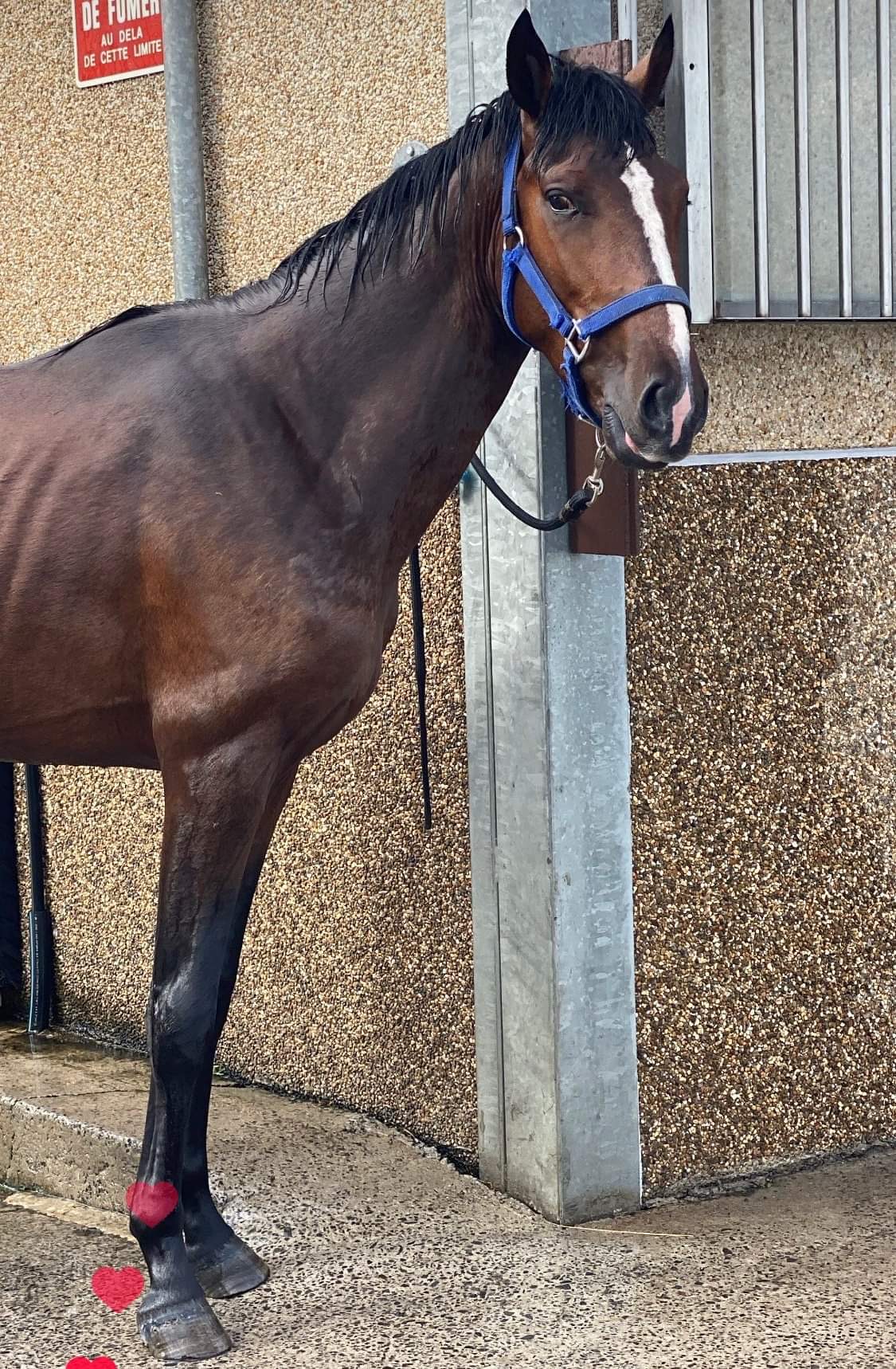 Image de l'annonce Poney D