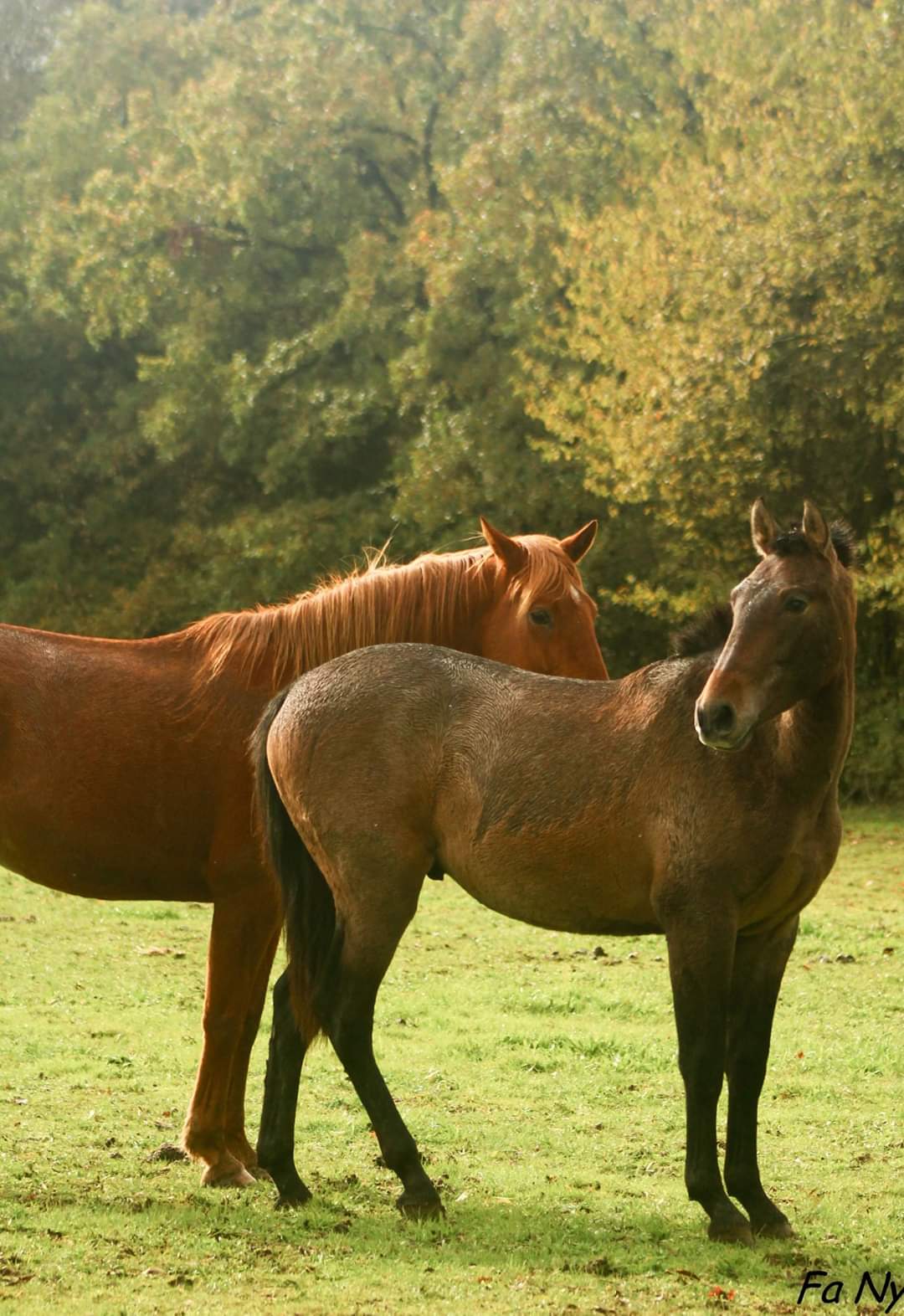 Image de l'annonce Etalon Welsh Pony Palomino Dispo à la monte en Normandie