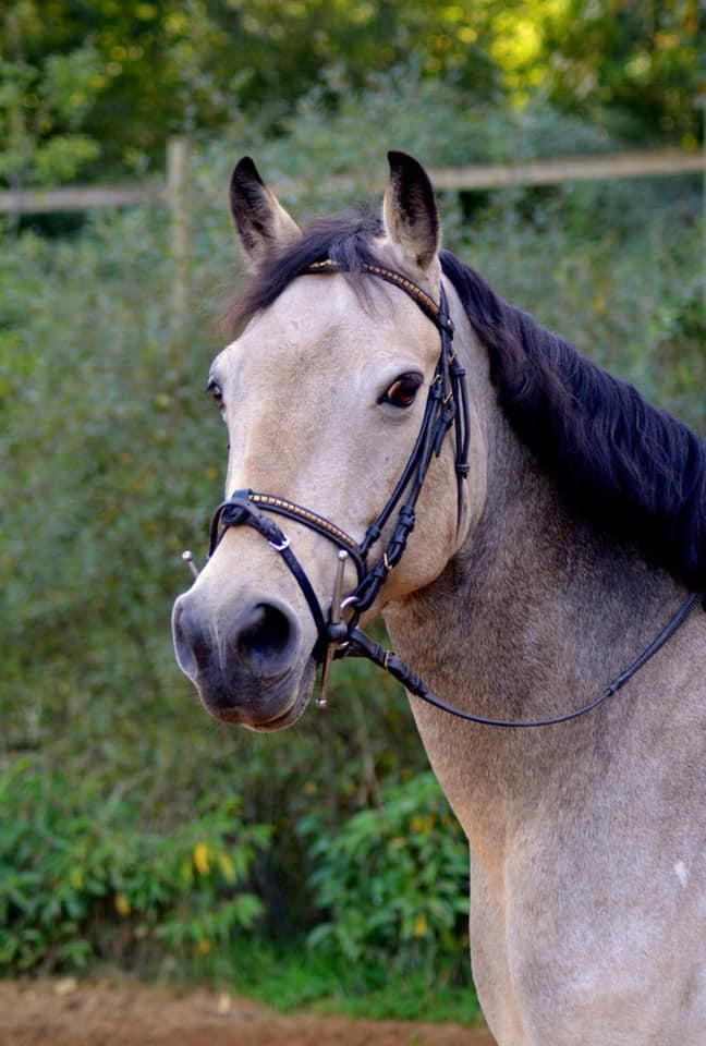 Image de l'annonce Ponette CSO PP Connemara