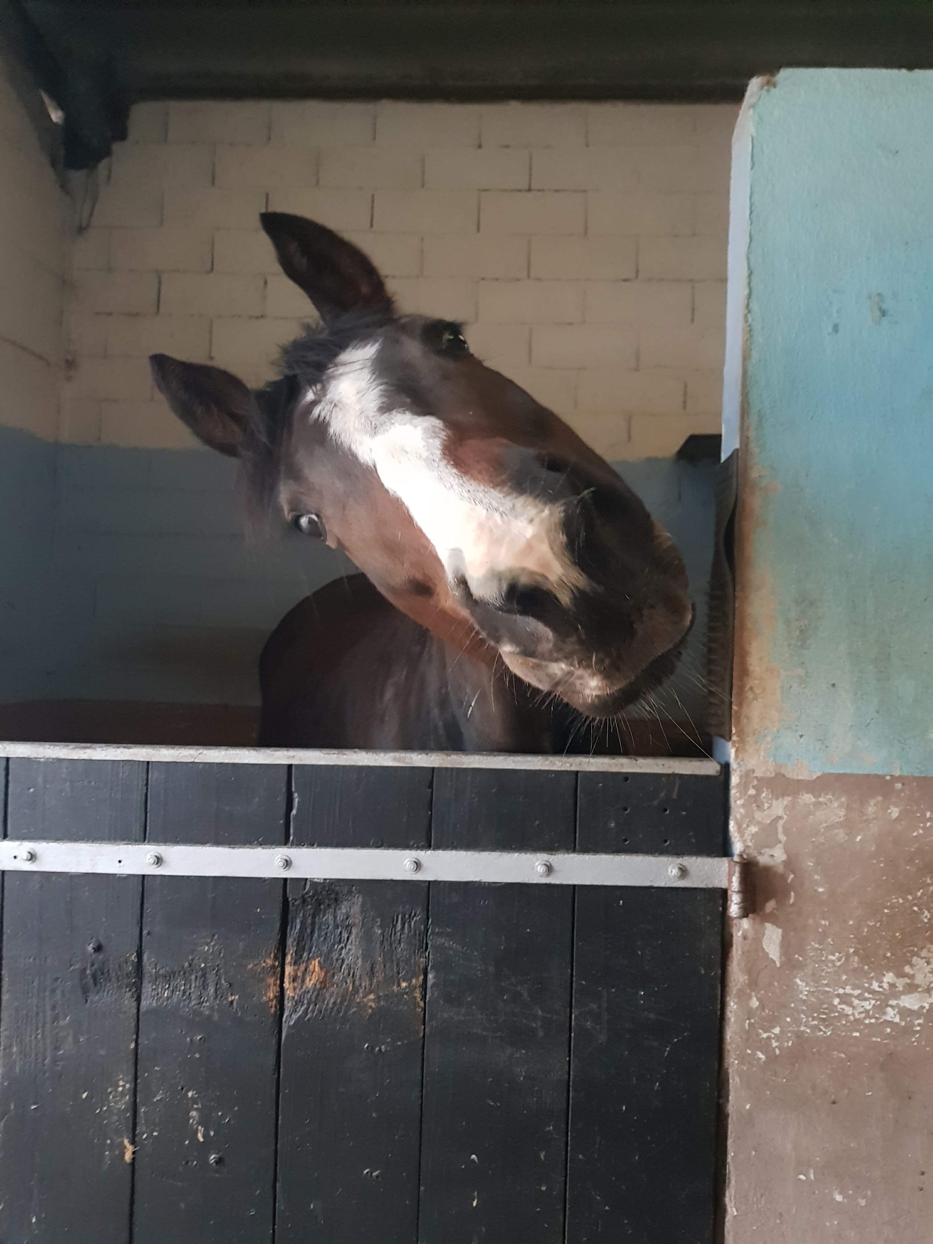 Image de l'annonce Cheval de loisir