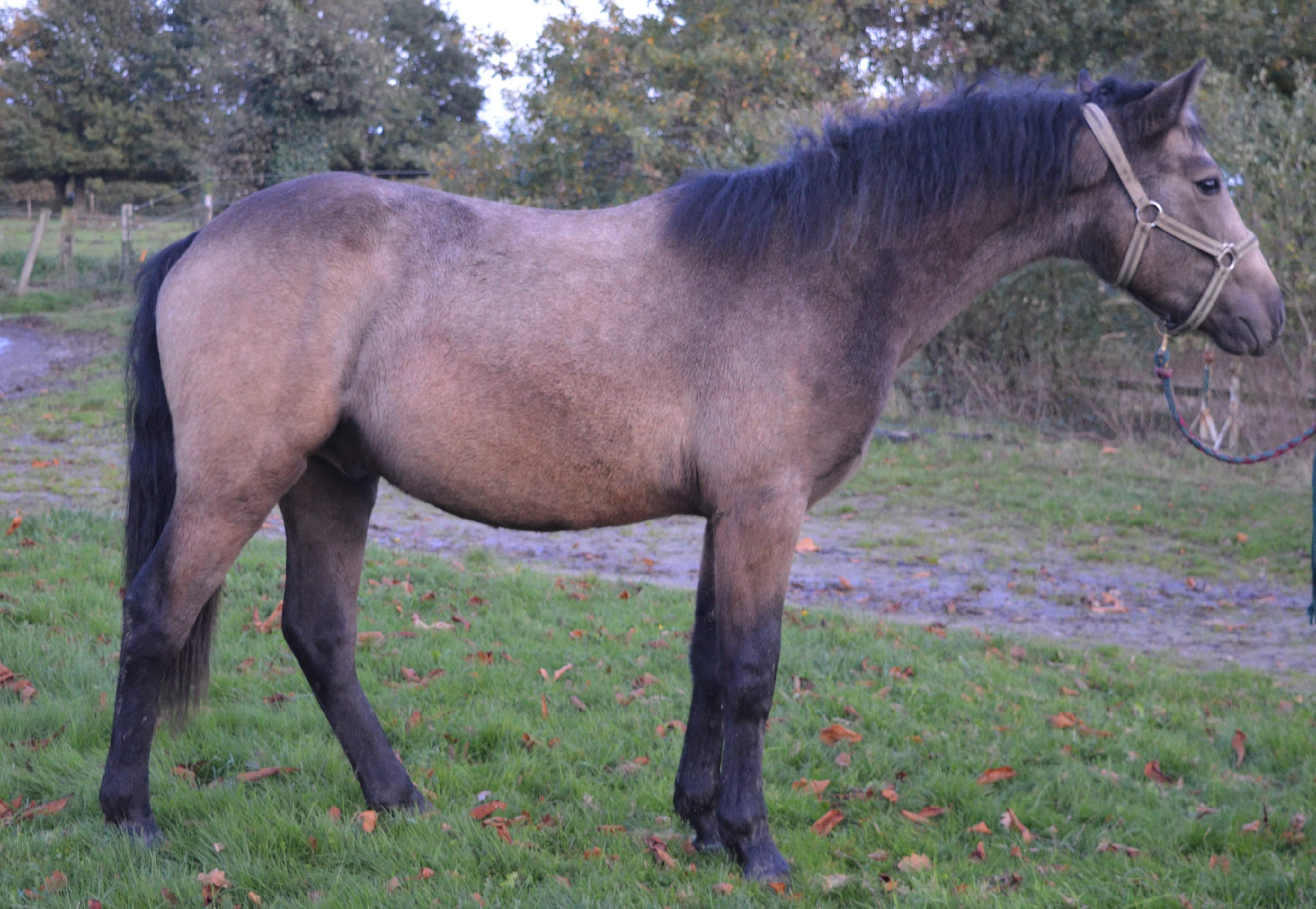 Image de l'annonce Mâle Connemara de 2 ans robe isabelle