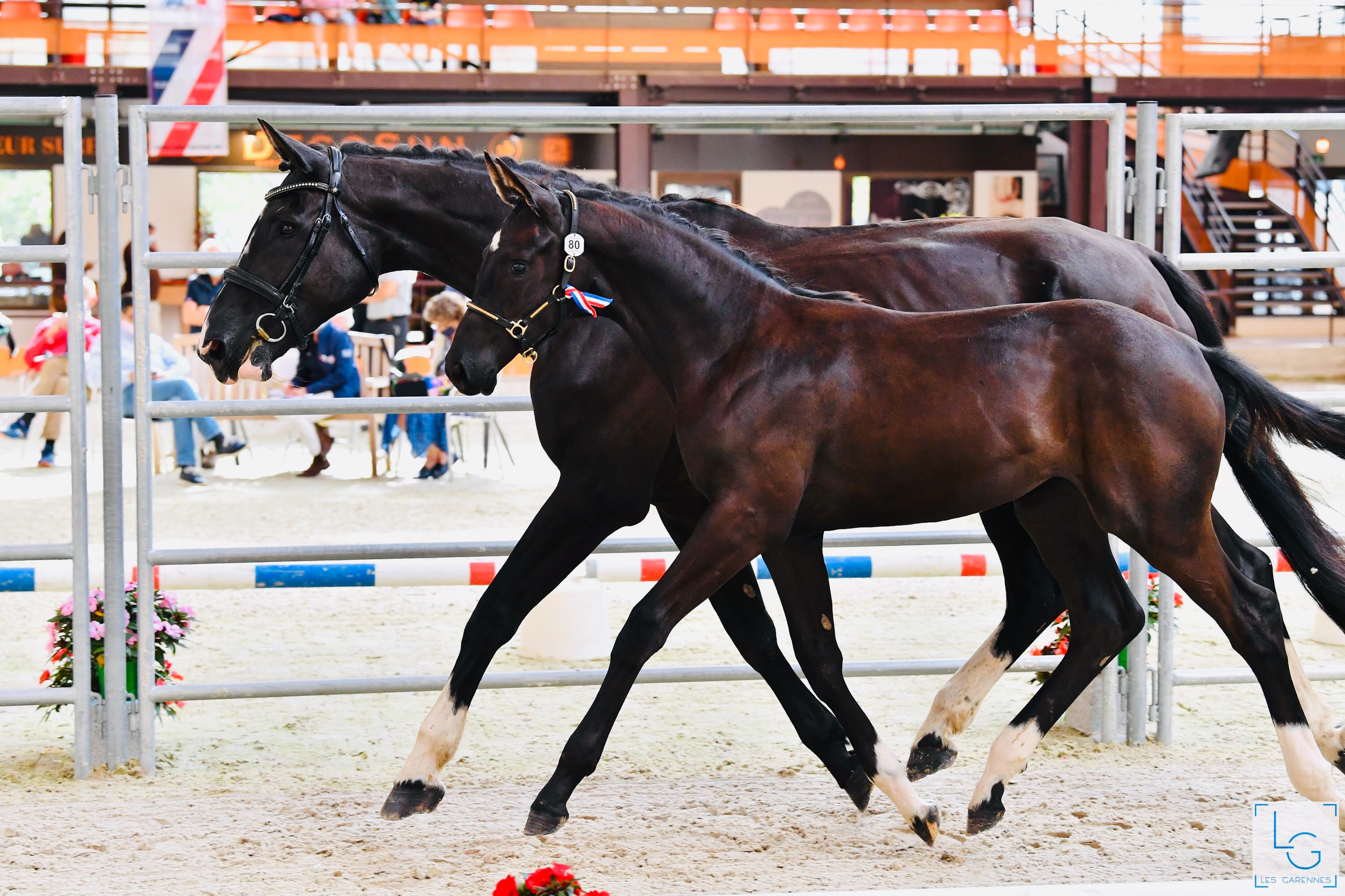 Image de l'annonce Pouliche dressage gros potentiel