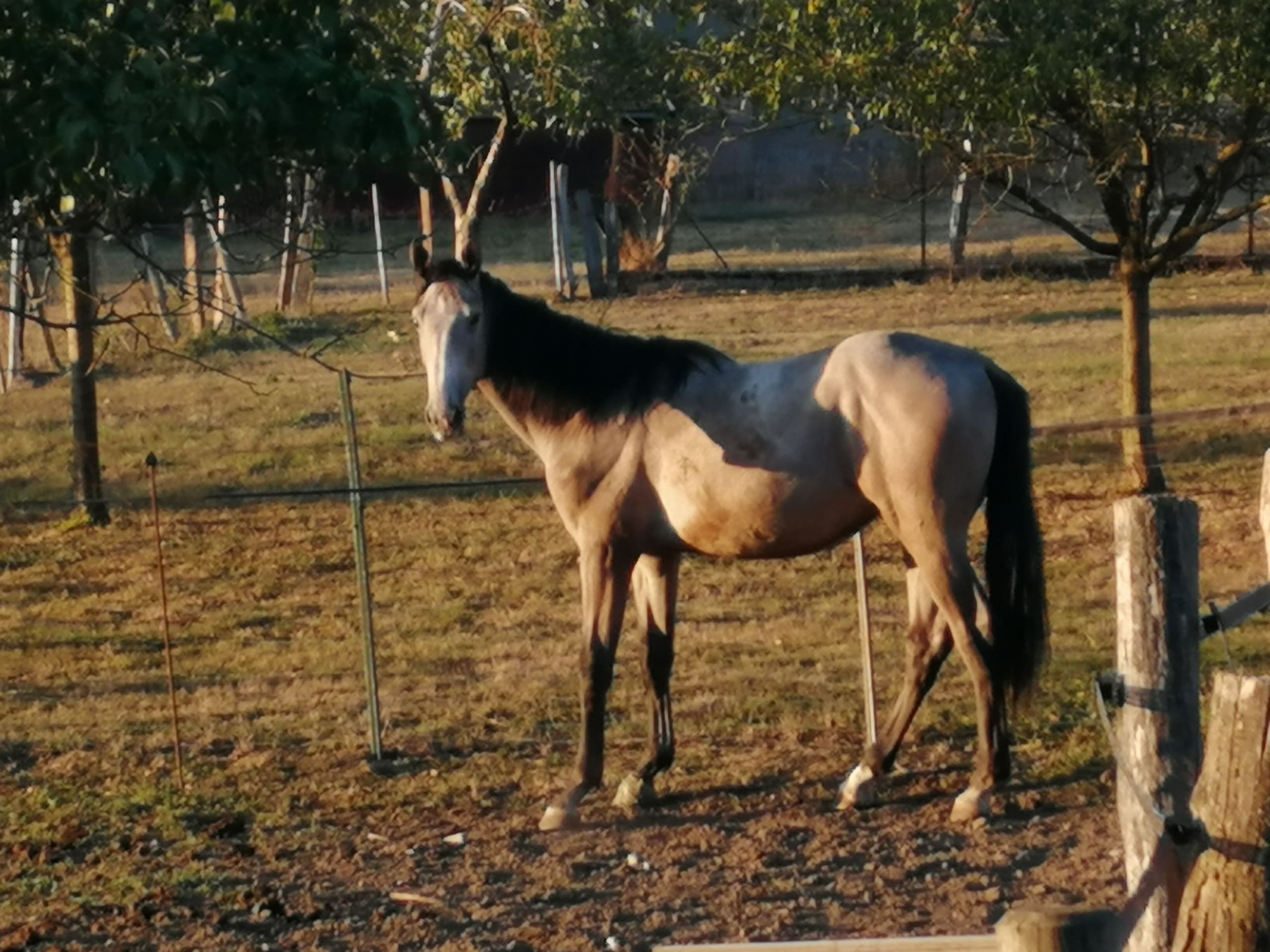 Image de l'annonce Poulain 2ans par Captain Semilly