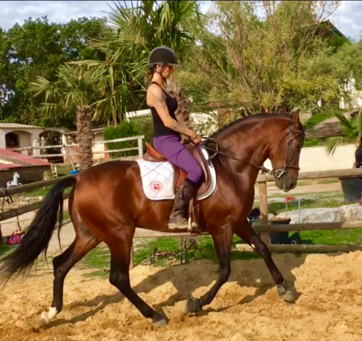 Image de l'annonce Cheval espagnol