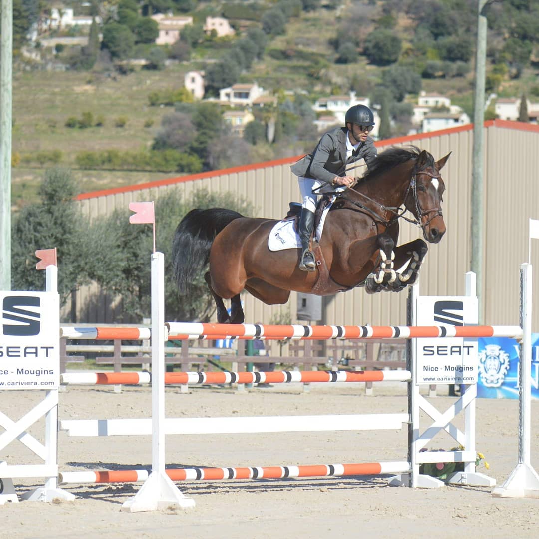Image de l'annonce Top jument de cso kwpn