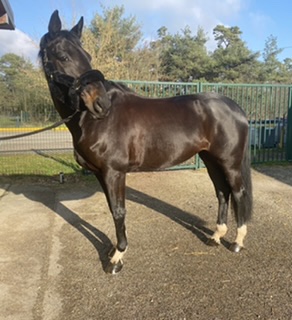 Image de l'annonce Jument de dressage