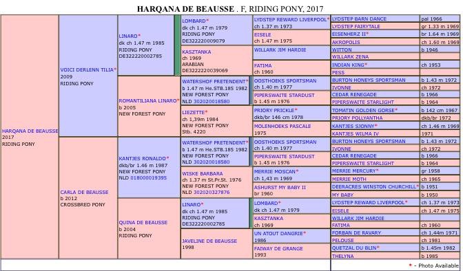 Image de l'annonce À vendre pouliche PFS 2 ans