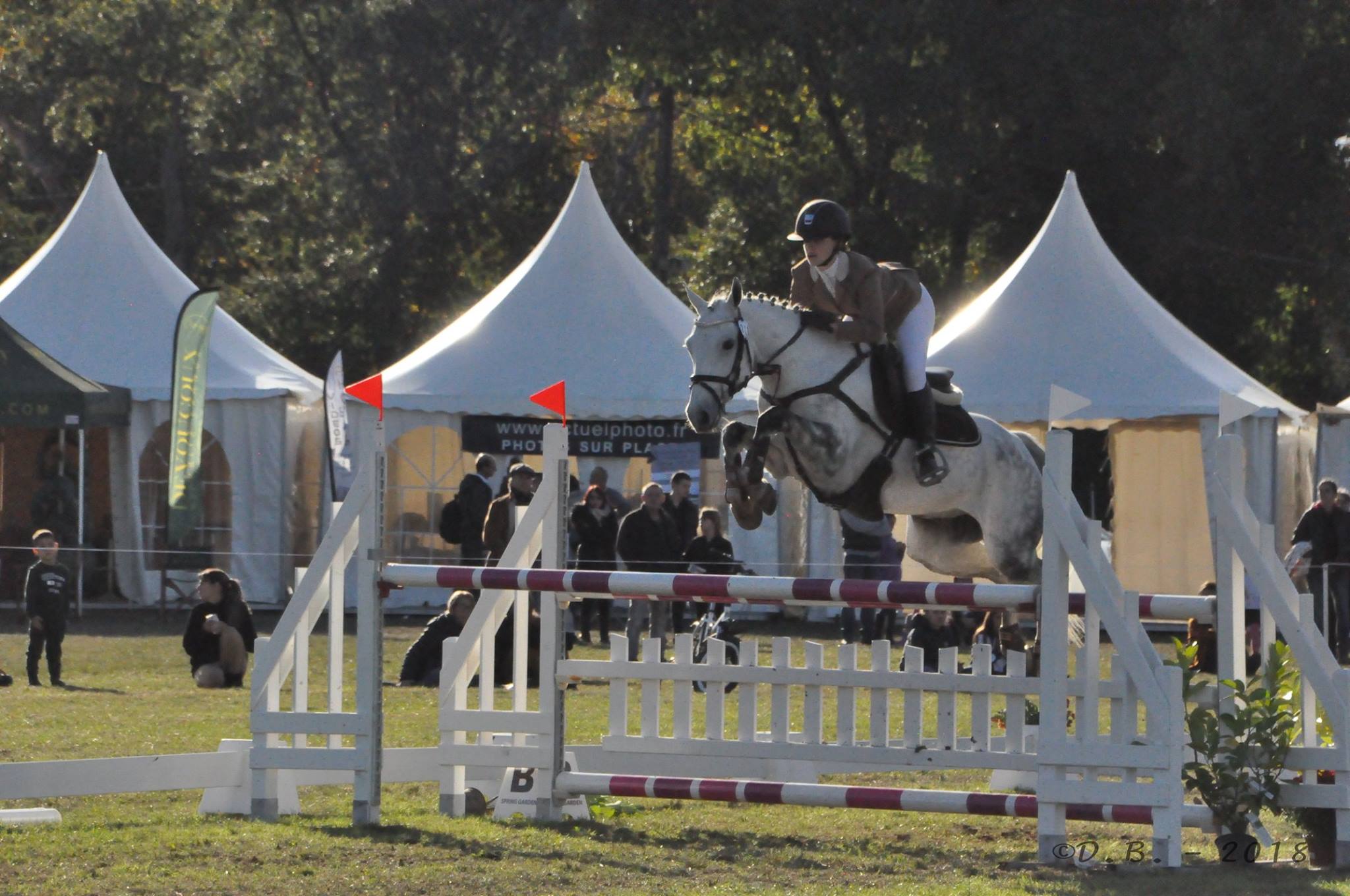 Image de l'annonce A vendre poney connemara CCE Grand prix