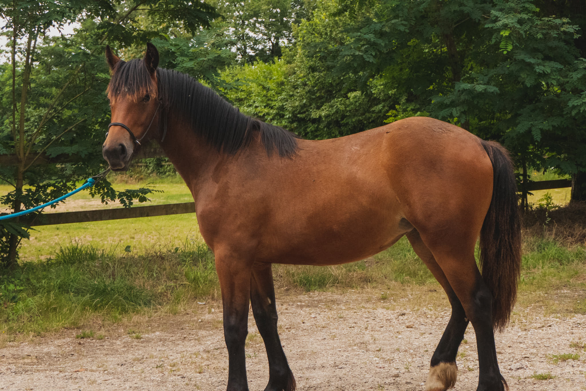 Image de l'annonce Jolie pouliche Irish Cob part breed à vendre