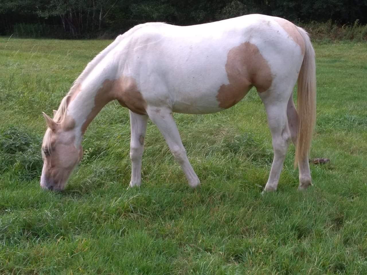 Cheval pie clearance noir a vendre