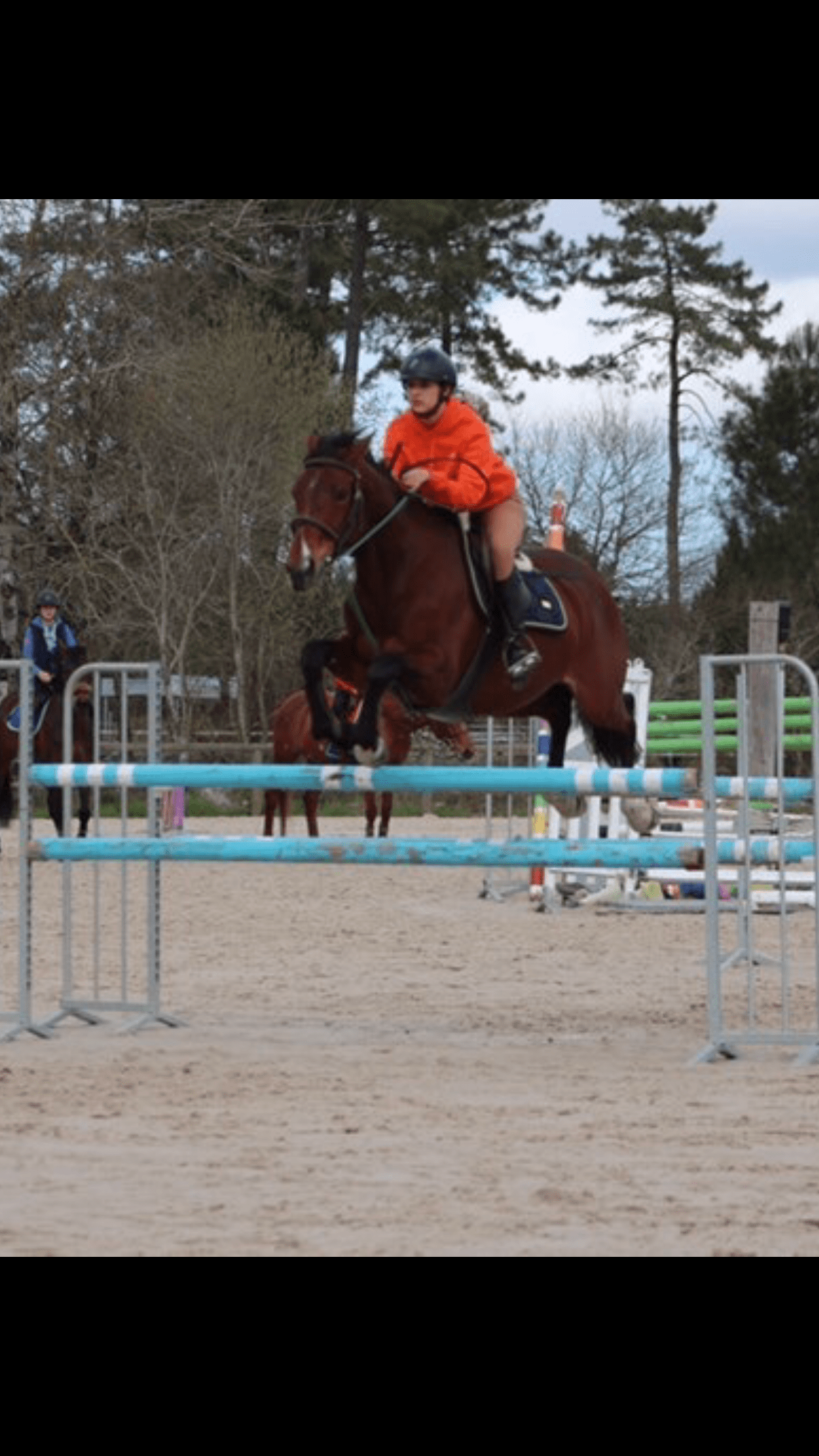 Image de l'annonce recherche cheval à confier ou à valoriser