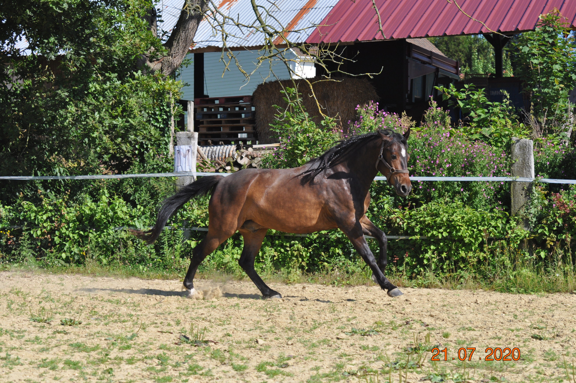 Image de l'annonce poney D 4ans