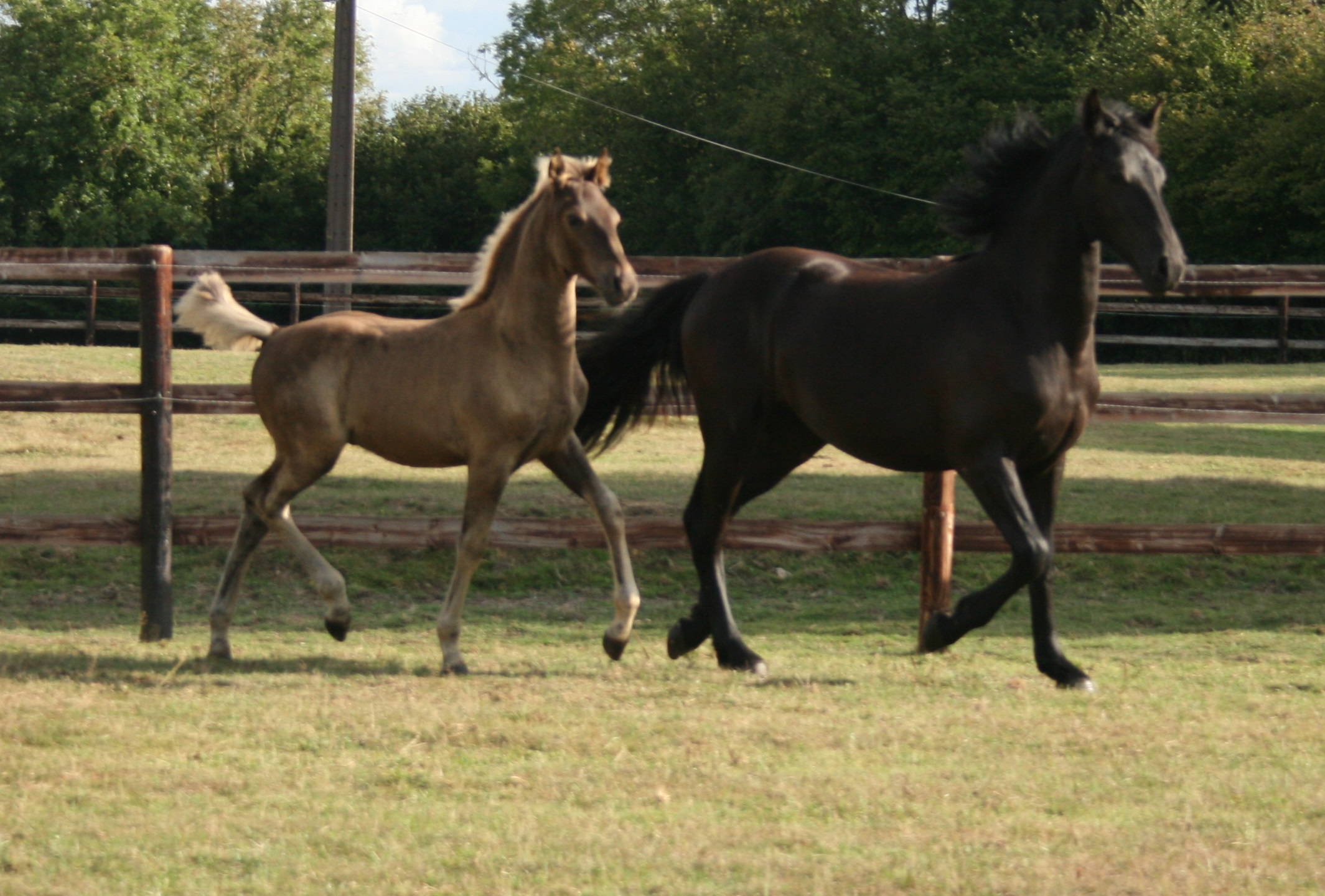 Image de l'annonce Poulain black silver dapple 50% ibérique