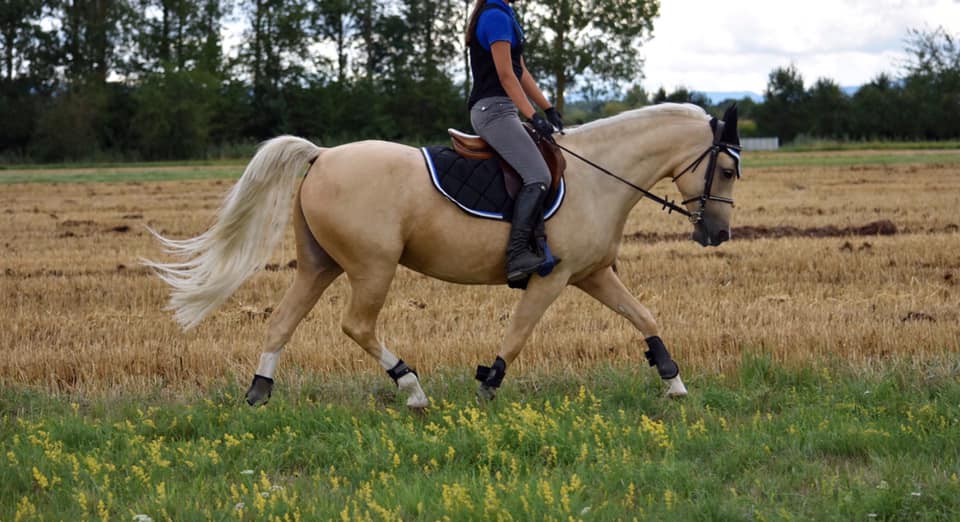 Image de l'annonce magnifique ponette de sport