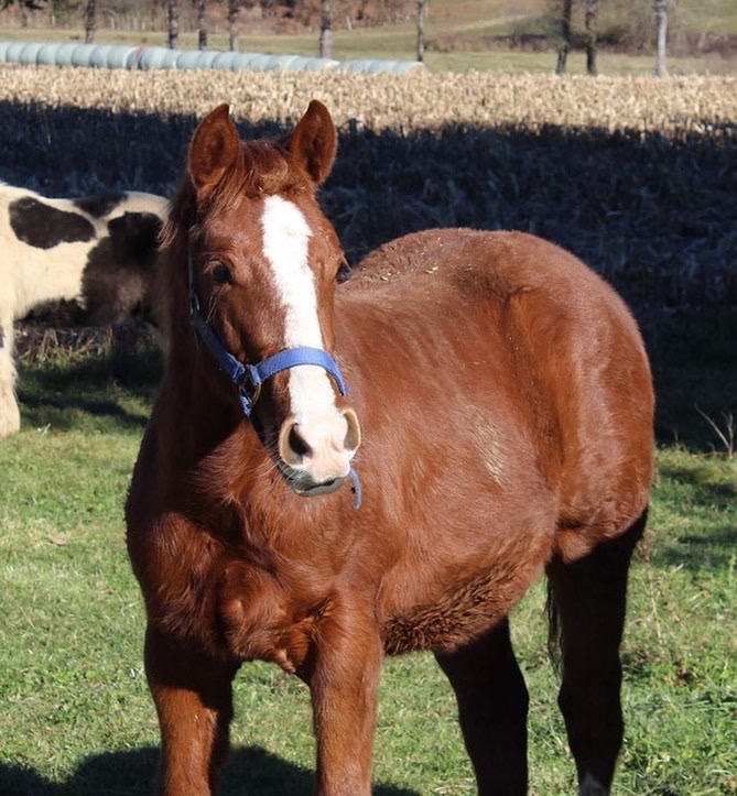 Image de l'annonce Poulain Paint horse lignée reining