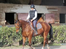 Image de l'annonce Recherche cheval à confier
