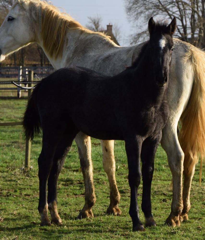 Image de l'annonce magnifique poulain de 2018 mâle gris (I'm Spécial de Muze x Ugano Sitte)