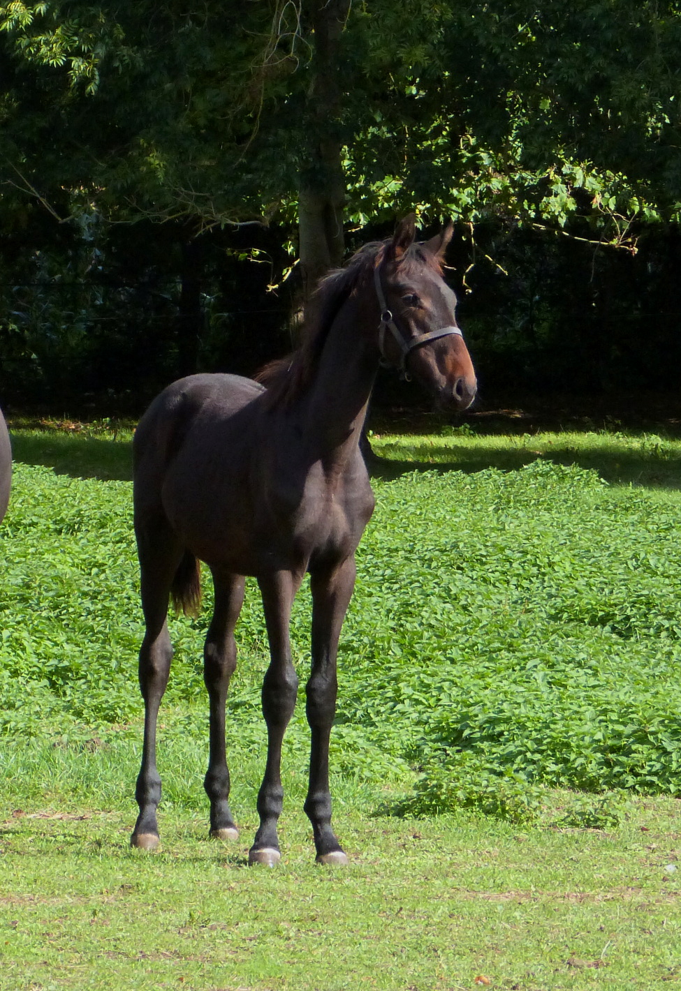 Image de l'annonce Poulain SF par Propriano de l'Ebat CCI4* et la soeur du crack ROMANTIC LOVE CCI5* !