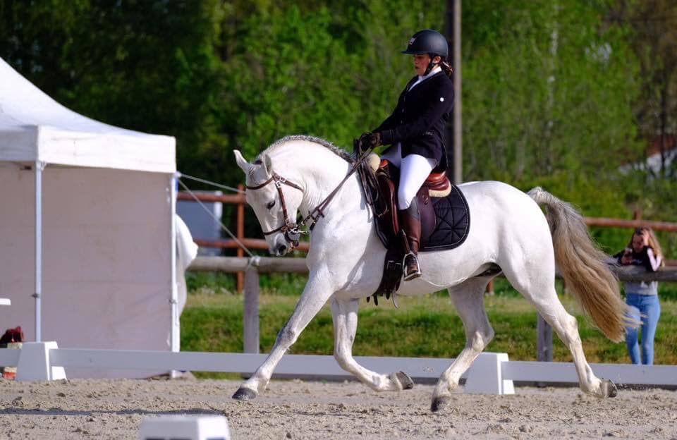 Image de l'annonce Cheval PP PSL