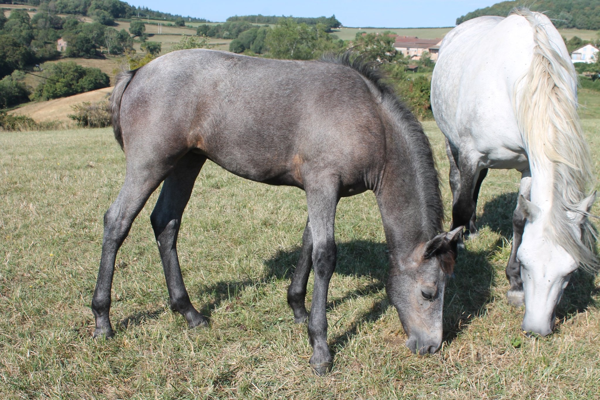 Image de l'annonce Pouliche Foal connemara