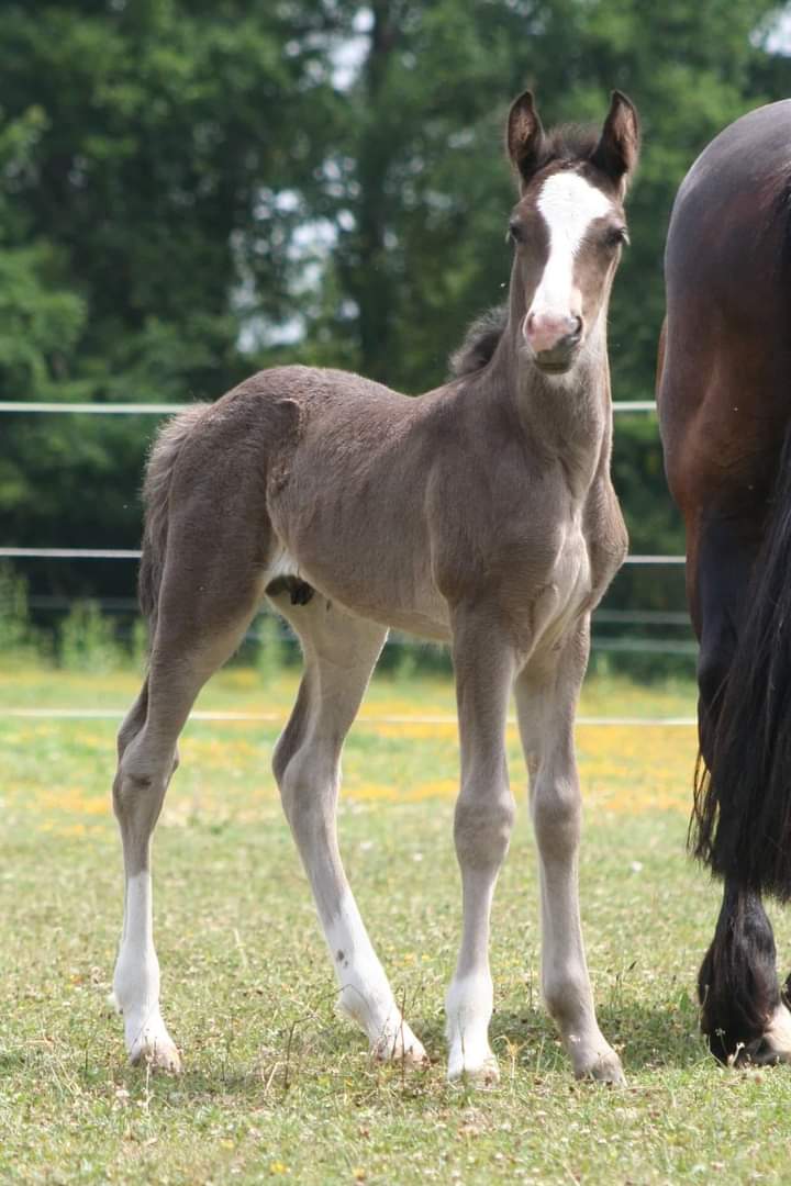 Image de l'annonce Foal mâle noir par Milord des Chouans