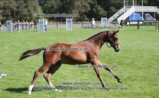 Image de l'annonce Foal Conte Bellini souche basse Quidam