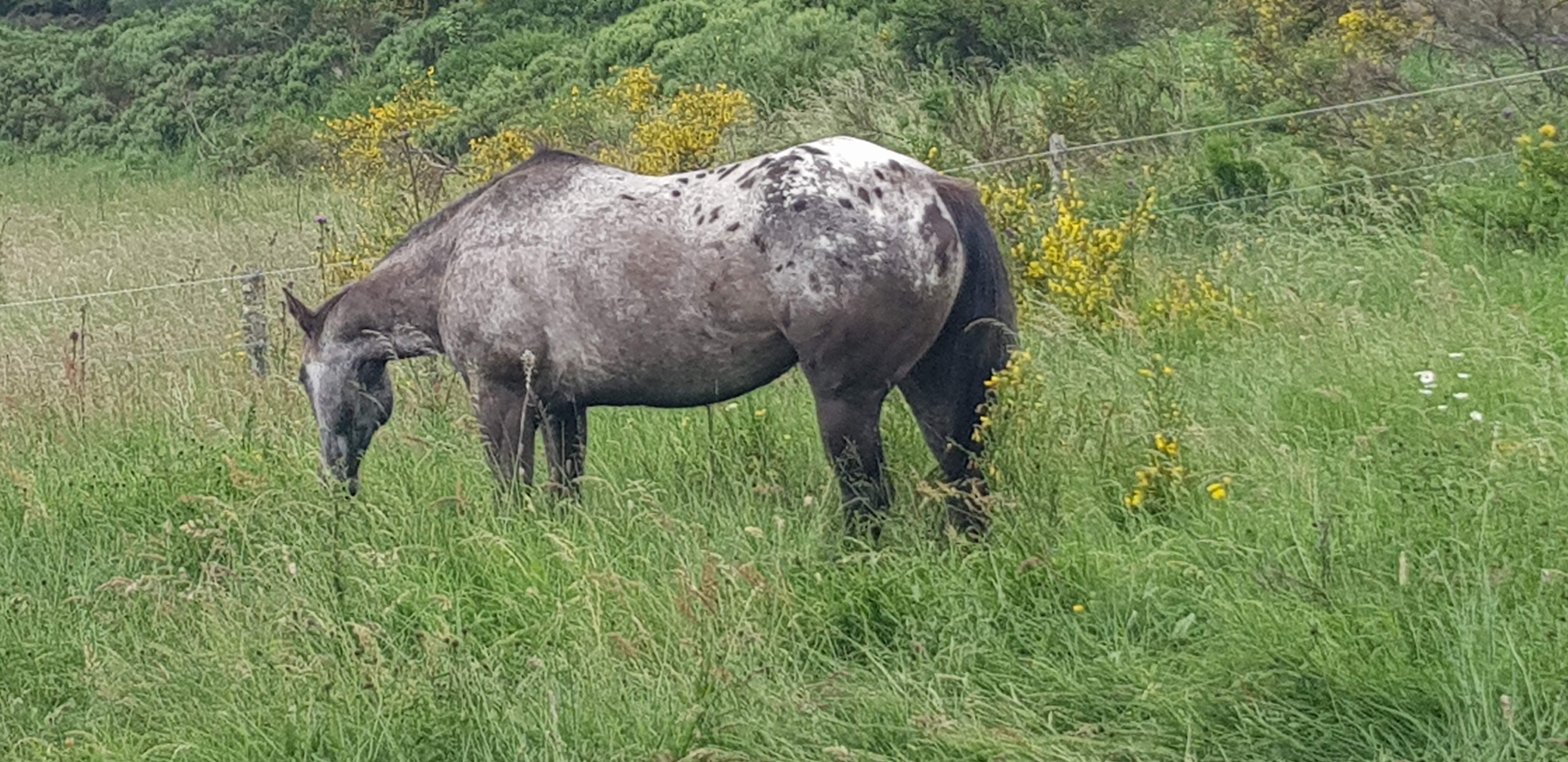 Image de l'annonce jument appaloosa