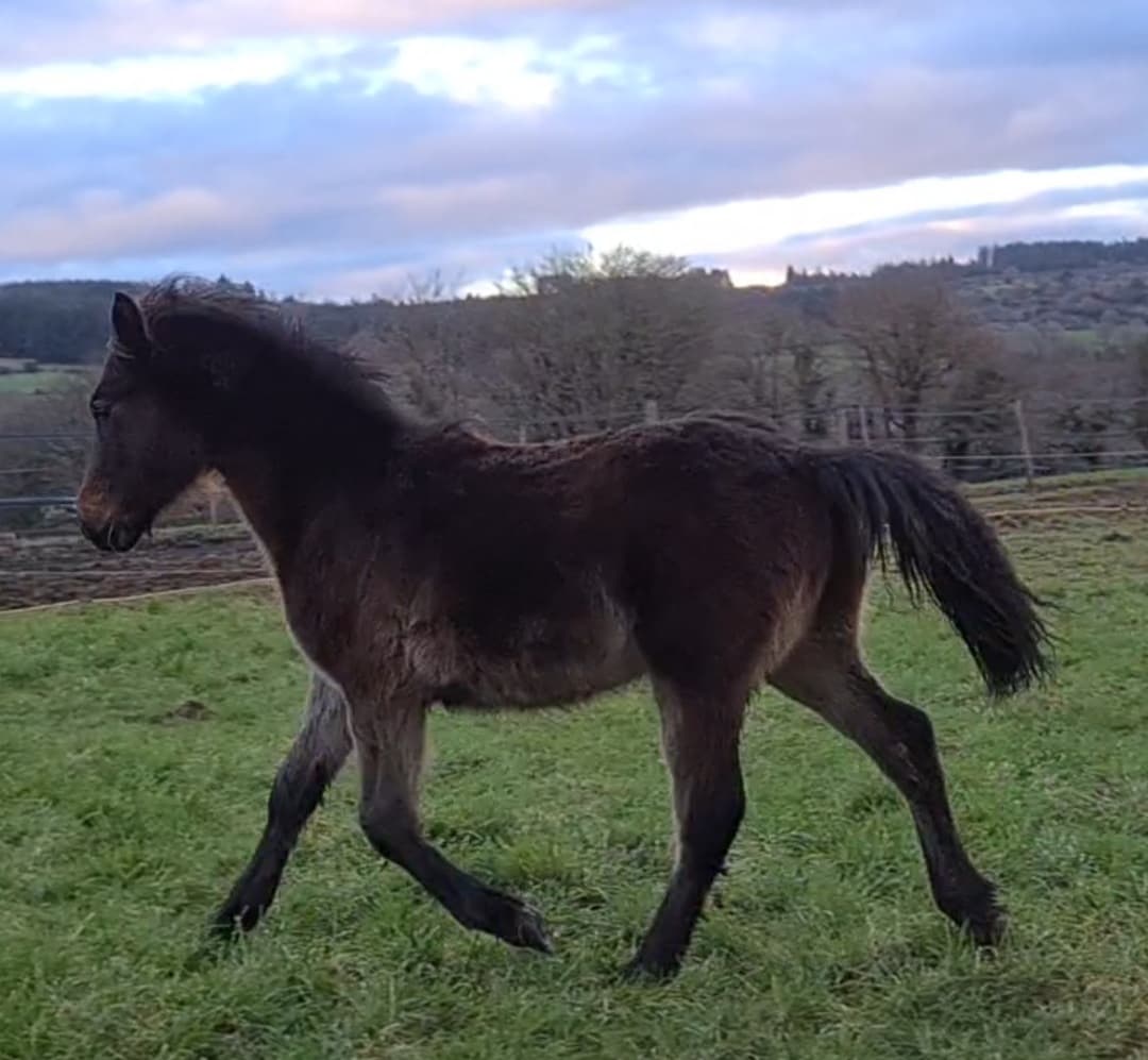 Image de l'annonce Poulain poney francais de selle 1 ans