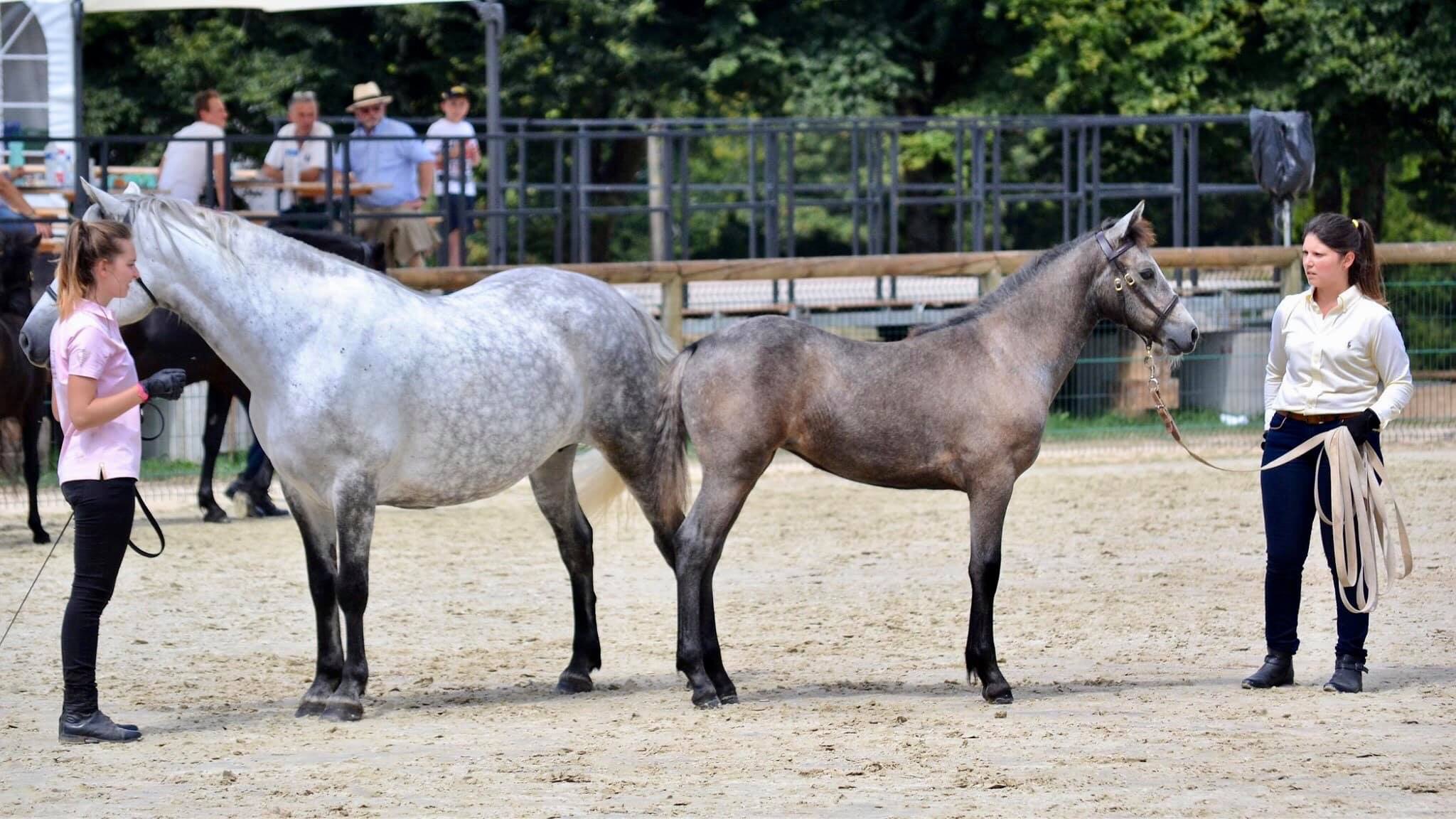Image de l'annonce Pouliche Foal connemara