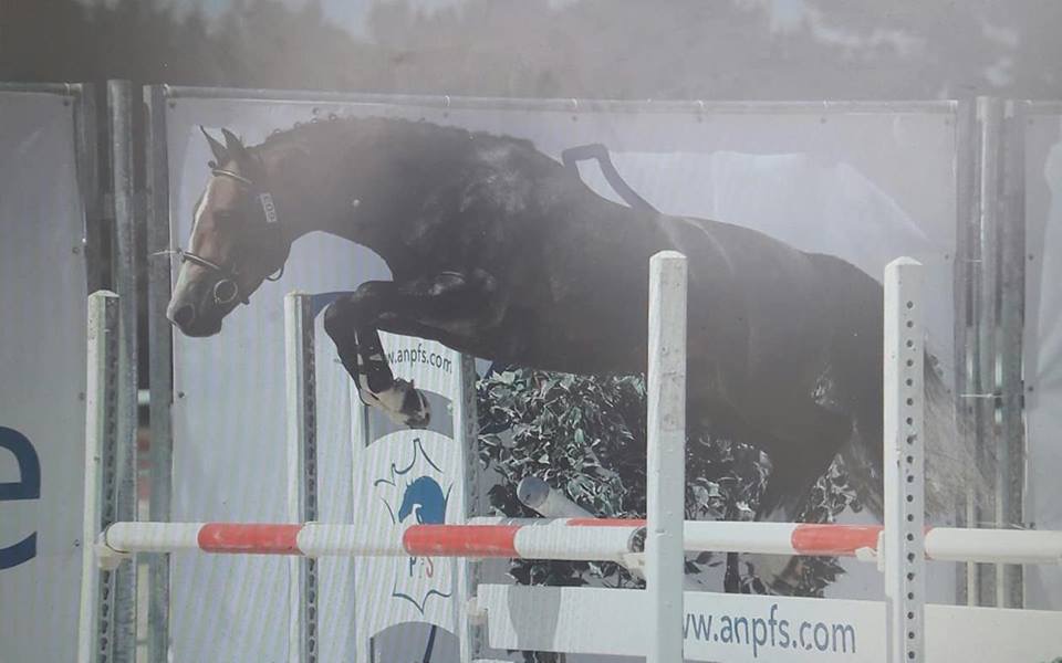 Image de l'annonce Mâle de 4 ans par Welcom Sympatico X Machno Carwyn
